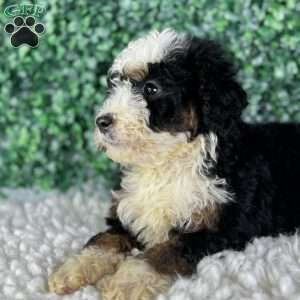 Ace, Mini Bernedoodle Puppy